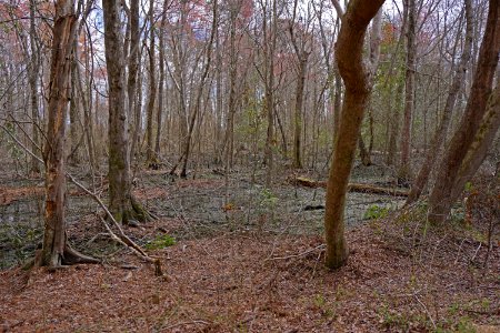 scene Dismal Swamp SP ncwetlands KG (17)