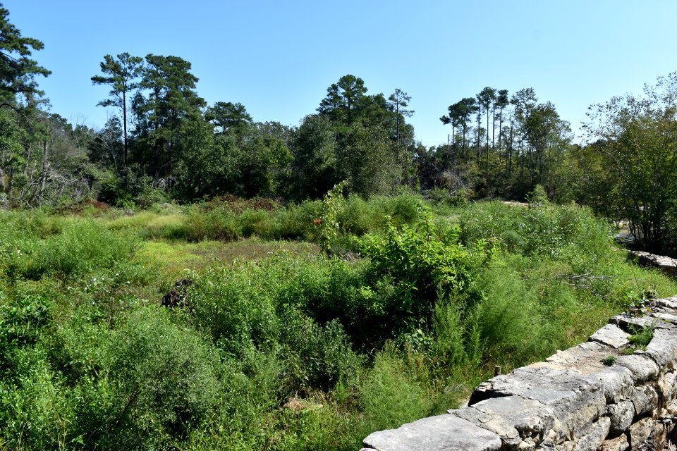 scene Little River Park ncwetlands AM (5)