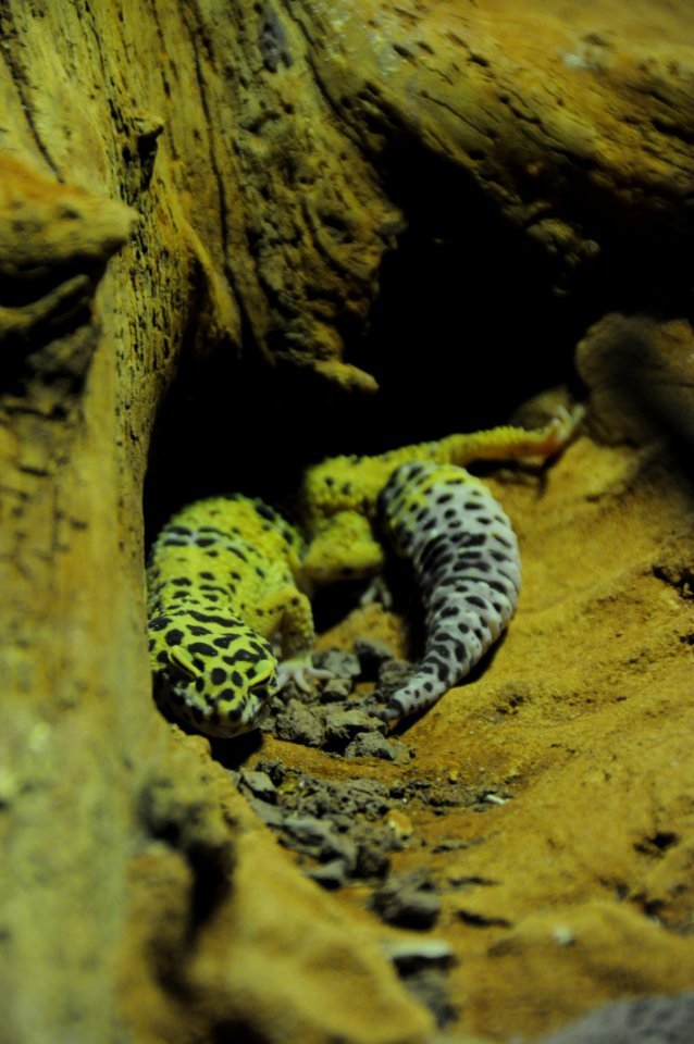 Geckos