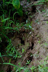 mammal deer tracks PeeDee NWR ncwetlands KG
