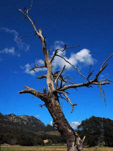 Wood dead log photo