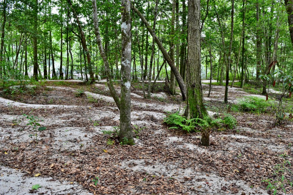 scene sediment deposits bottomland hardwood wetland near campground Lumber River SP Princess Anne ncwetlands AM (28)
