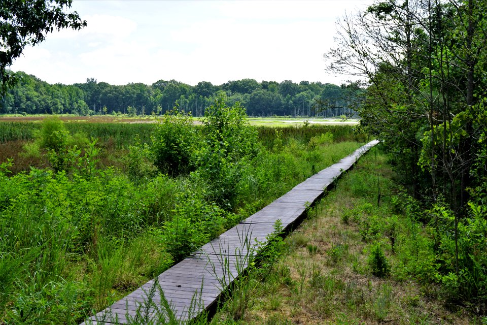scene marsh pee dee nwr KG