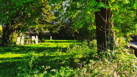 Cemetary in the Afternoon Sun
