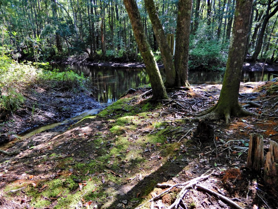 scene pond draining to Lumber River Lumber River SP Chalk Banks ncwetlands KG (28)