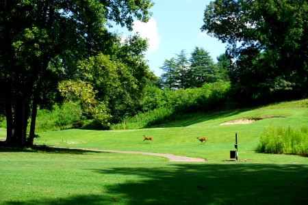 mammal white tailed deer at Tanglewood Pk golf course ncwetlands KG