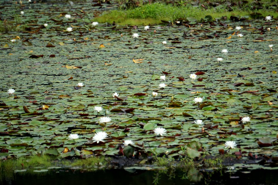 scene Andrews Pond PeeDee NWR ncwetlands KG (5)
