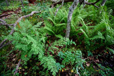 plant royal and cinnamon ferns Bluff Mountain Preserve ncwetlands KG (84)