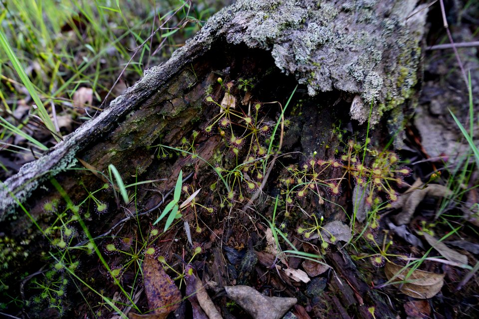plant sundew Stones Creek Game Land ncwetlands KG (1)