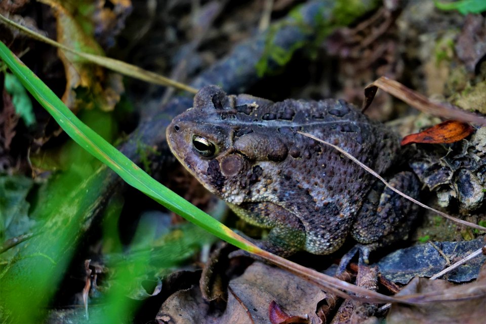 amphibian toad Bufo sp. Schenck Forest ncwetlands KG