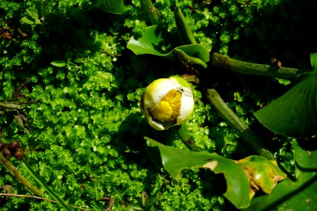plant Nuphar Little River Park ncwetlands KG (1)