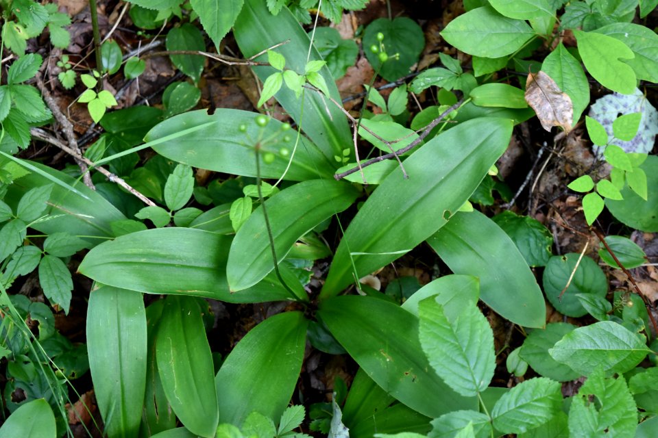 plant Walton Trail Bog ncwetlands AM (7)