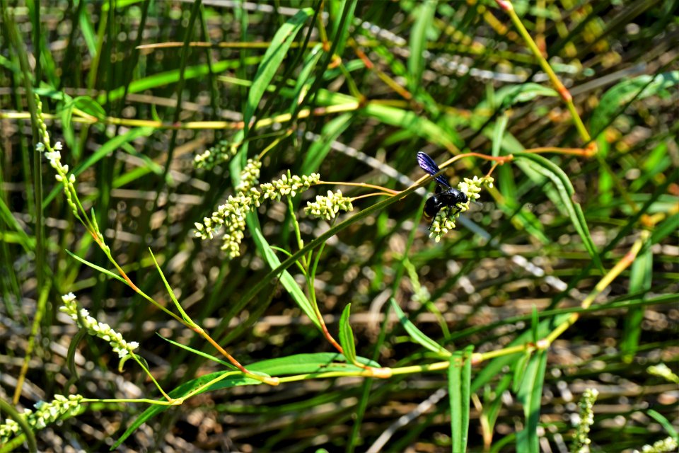 plant Polygonum Little River Park ncwetlands KG