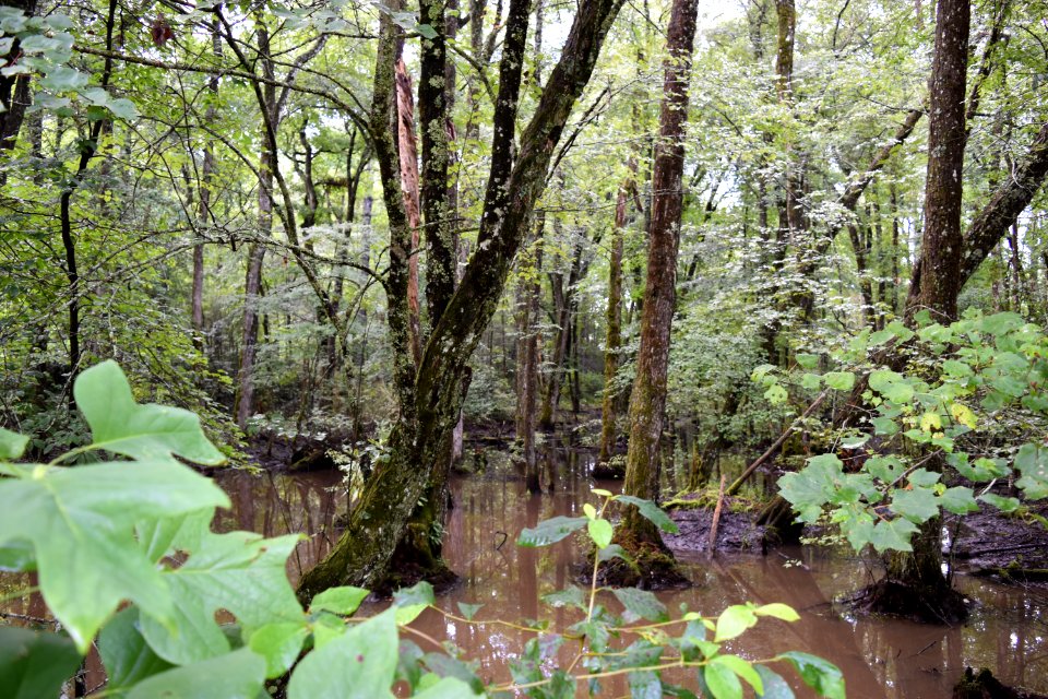 scene dupont state rec forest ncwetlands AM (8)
