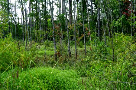 scene pee dee nwr KG (2)