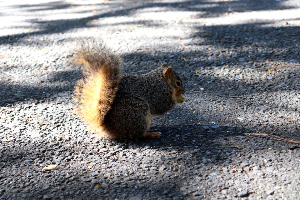 Berkeley Squirrel