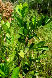 plant alder Little River Park ncwetlands KG (2)
