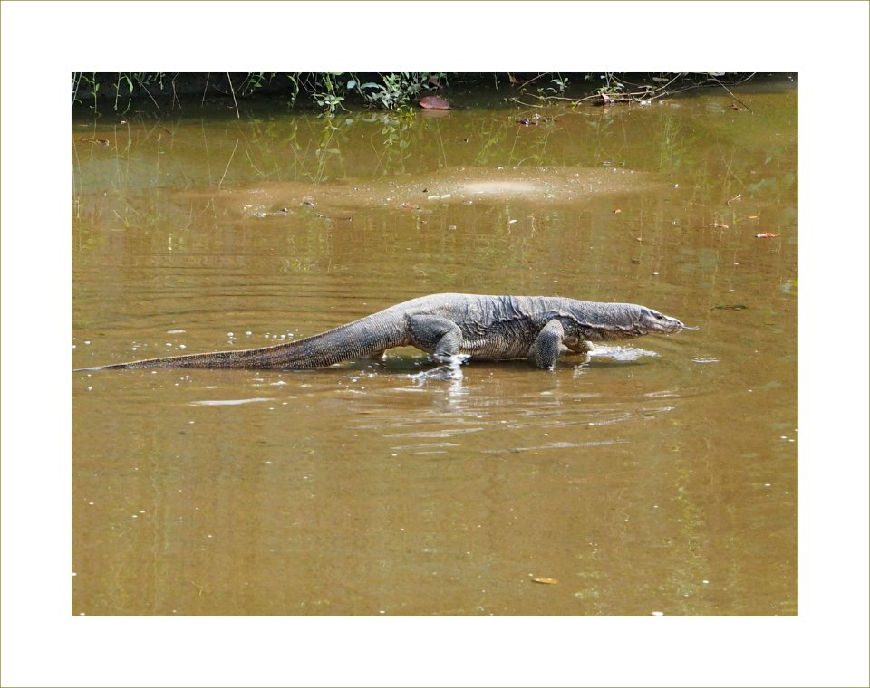 Monitor lizard