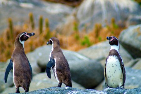 Pingüinos de Humboldt photo
