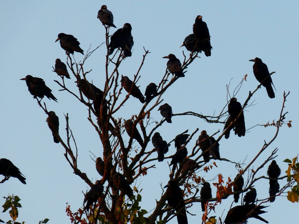 Swarm backlighting dig