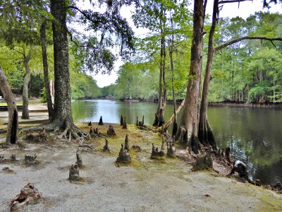 scene river near campground Lumber River SP Princess Anne ncwetlands KG (9)