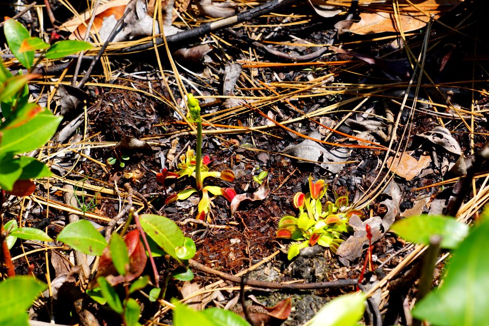 plant venus fly trap Carolina beach state park ncwetlands KG (2)
