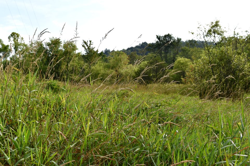 scene Little Tennessee River Greenway Airport Trail ncwetlands AM (12)