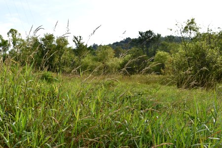 scene Little Tennessee River Greenway Airport Trail ncwetlands AM (12) photo