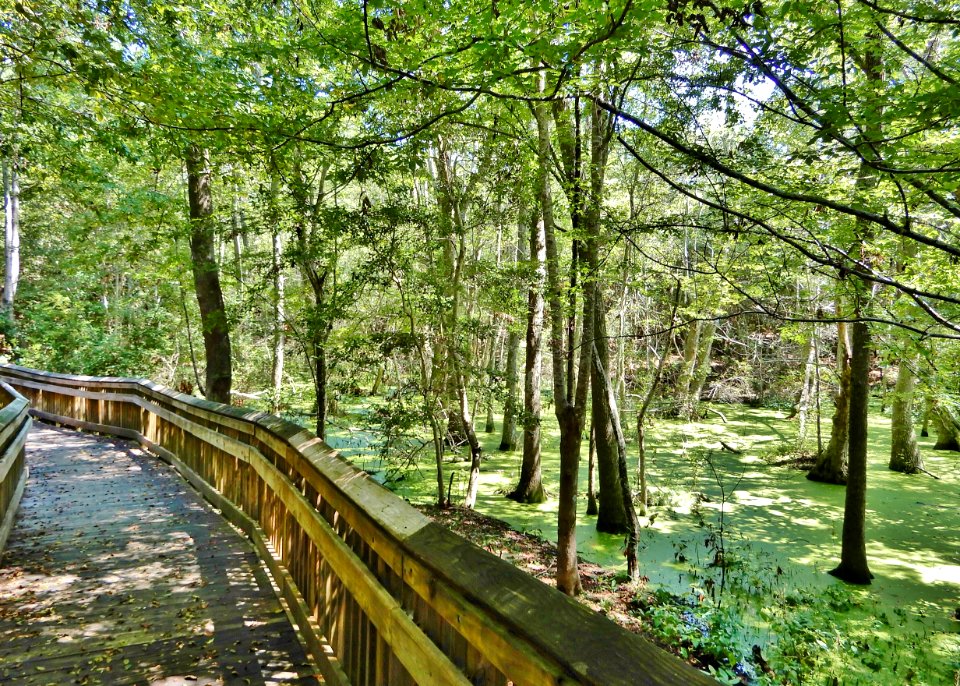 scene old hdwd wetland on n side Emerald Isle Woods ncwetlands KG (18)