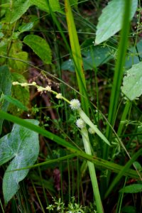plant Sparganium flower Tallulah Bog ncwetlands KG