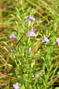 plant Mimulus ringens Allegheny monkey flower Tallulah Bog ncwetlands AM