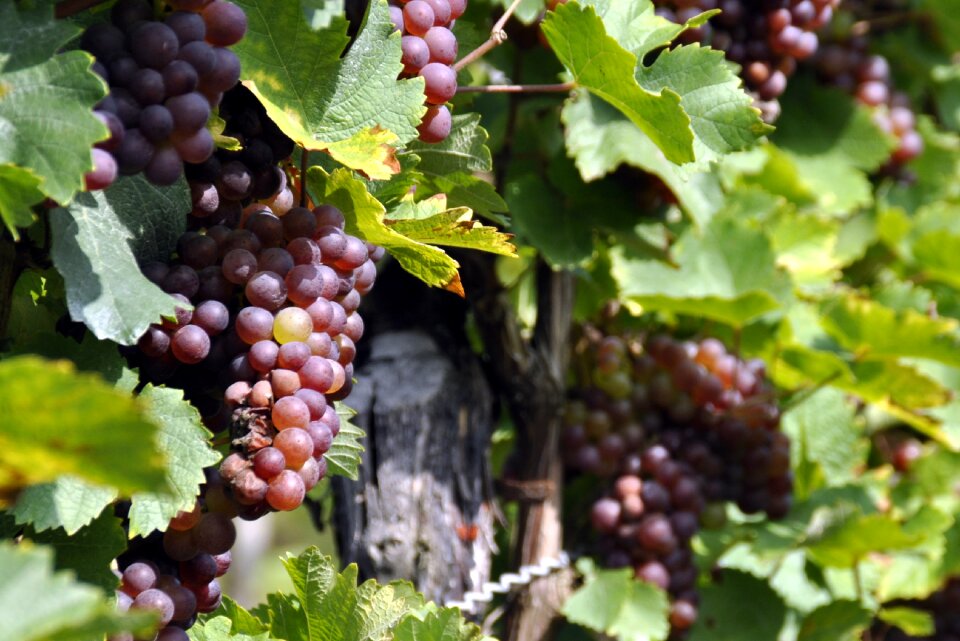 Grapes vintage autumn