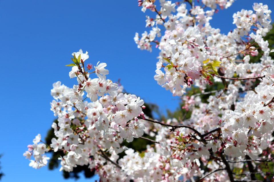 Cherry Blossoms at UC Berkeley