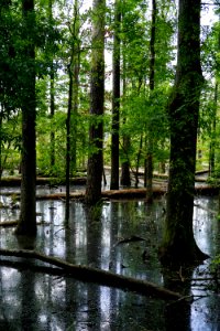 scene pee dee nwr KG (46)