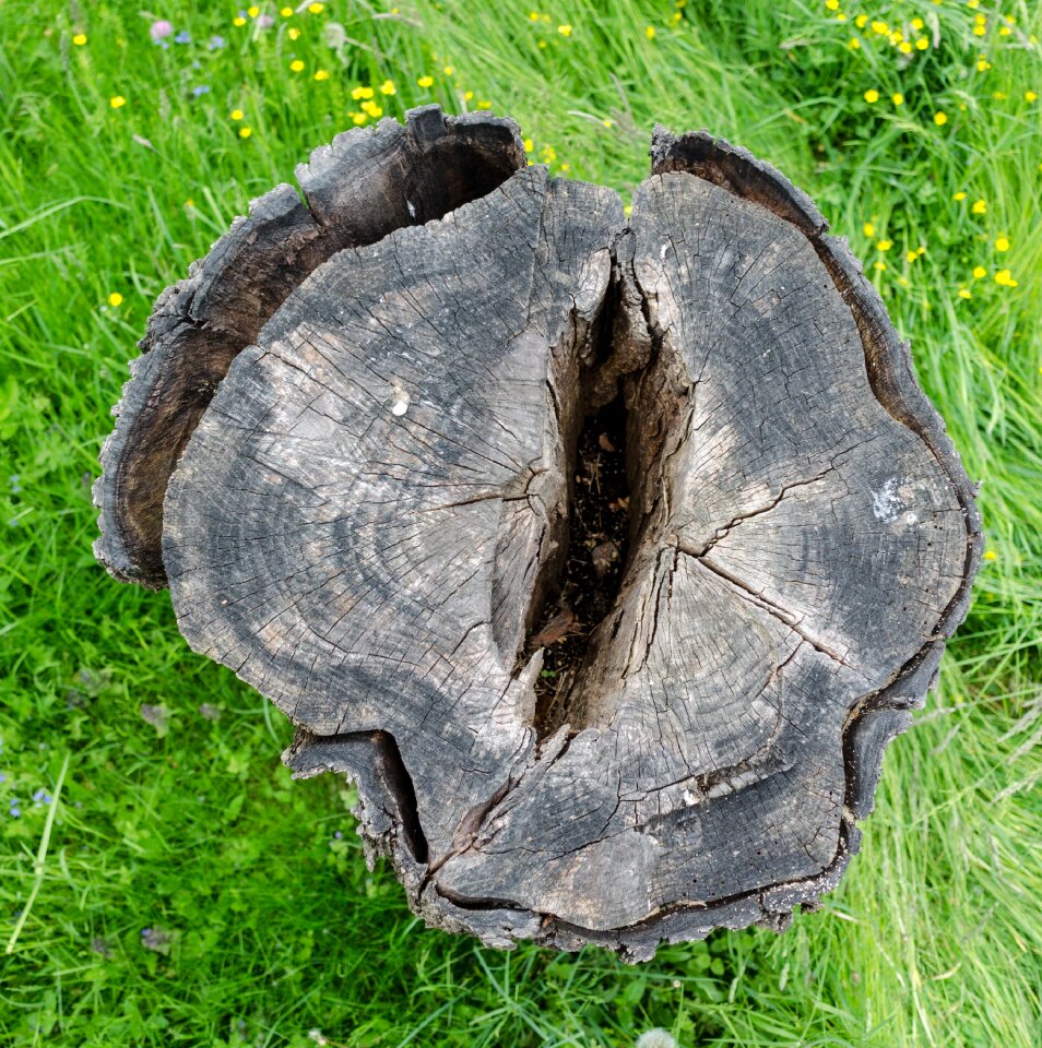 Wood tree nature