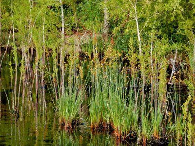 plants xyris blooms small cypress Jones Lake State Park ncwetlands KG (54)