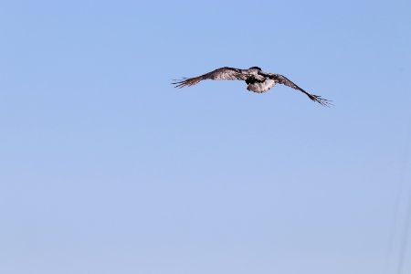 Crows at Twin Peaks photo