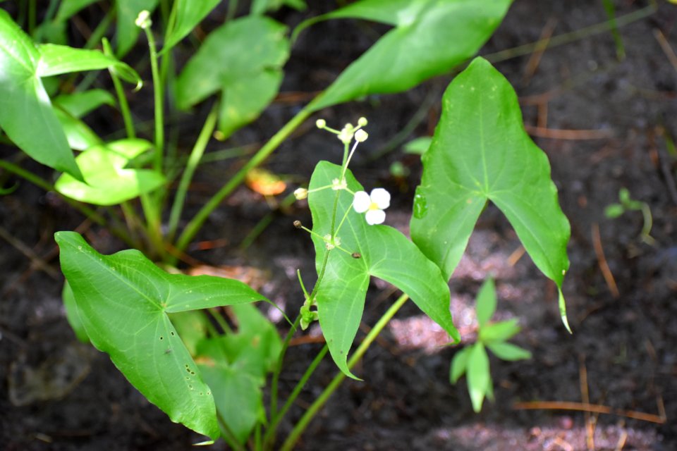 plant sagittaria Tallulah Bog ncwetlands AM (9)