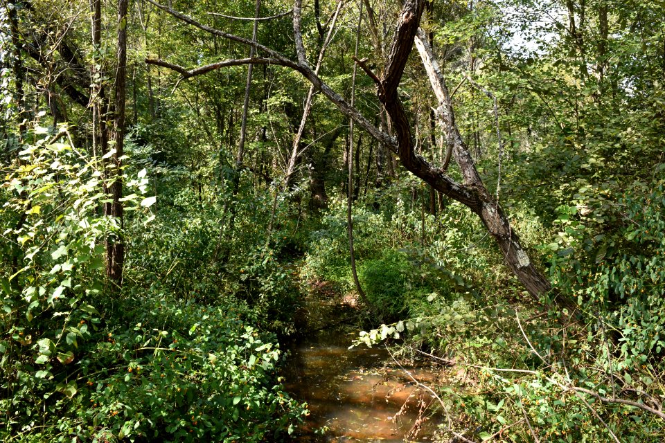 scene Lake Lynn ncwetlands AM (8)