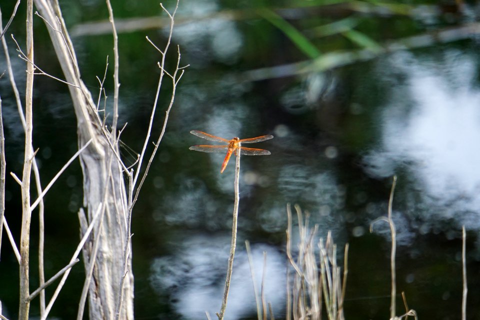 invertebrate dragonfly Alligator River NWR ncwetlands KG (2)