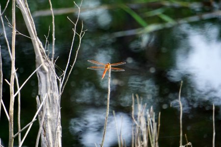 invertebrate dragonfly Alligator River NWR ncwetlands KG (2) photo