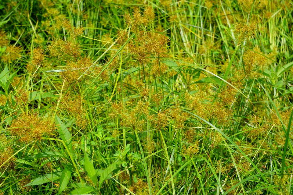 plant Carex sp. PeeDee NWR ncwetlands KG (2)