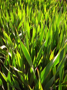 Turf grass field texture photo