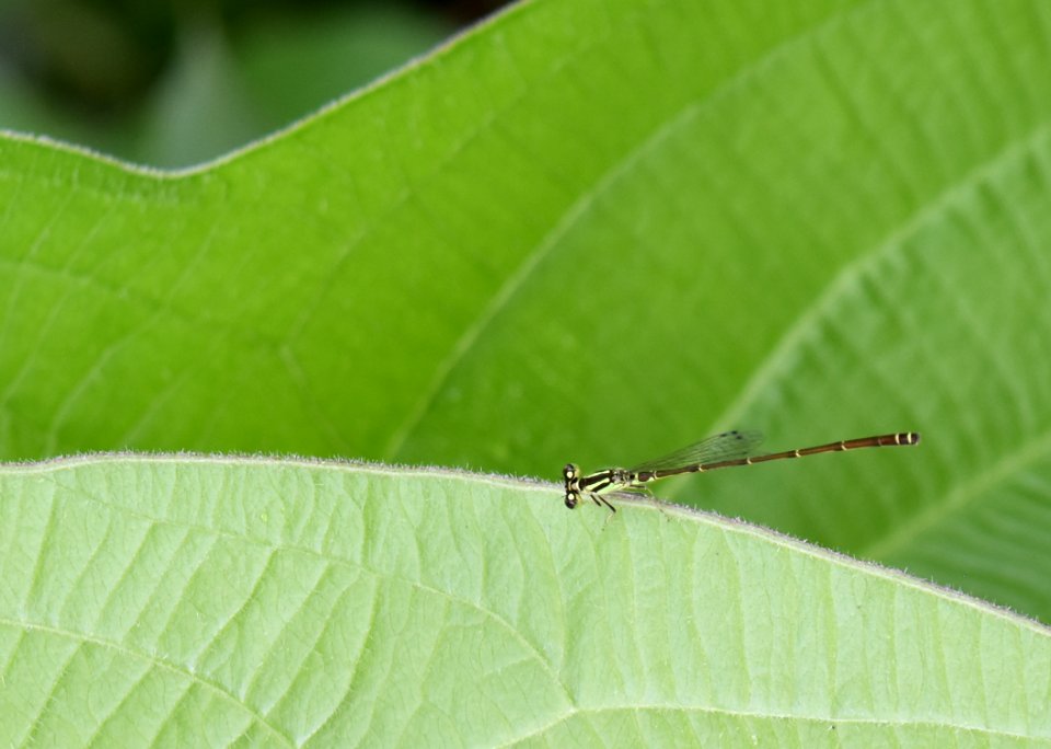 invertebrate damselfly Morse Park ncwetlands AM (26)