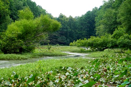 scene Beaver Ponds PeeDee NWR ncwetlands KG (7)