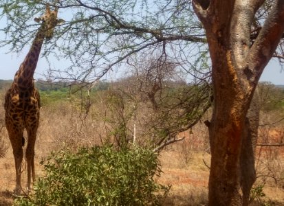 Kenya-2
