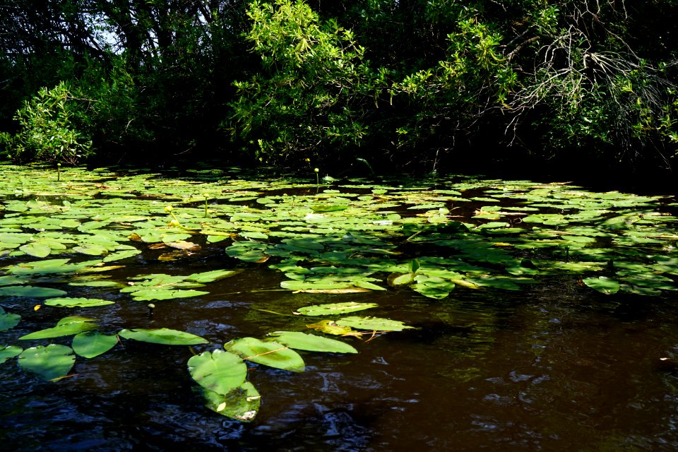 Nuphar luteum sagittifolium Great Lake croatan NF KG (1)