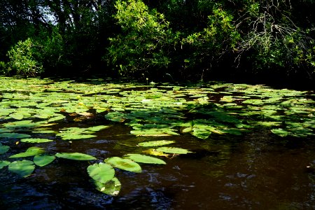 Nuphar luteum sagittifolium Great Lake croatan NF KG (1)