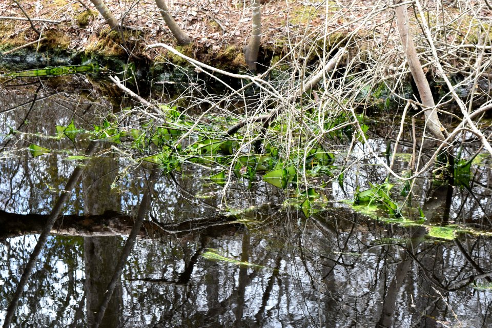 algae Dismal Swamp SP ncwetlands AM (54)