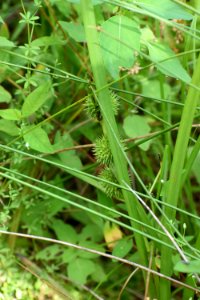 plant sparganium Tallulah Bog ncwetlands AM (8)